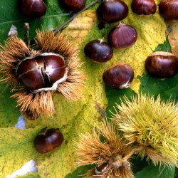 castagne