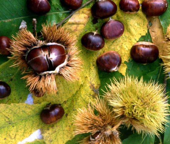 castagne